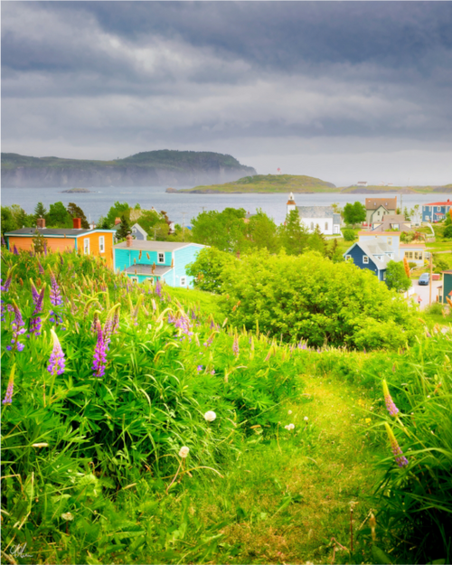 Main image Lupins at Trinity