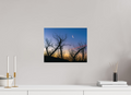 37.5 x 30 cm, Print - Fuji Crystal Archive Tangled