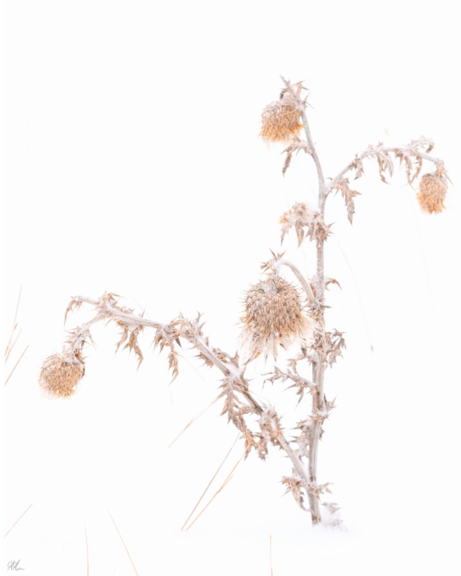 Main image The Resilience of a Snow Thistle