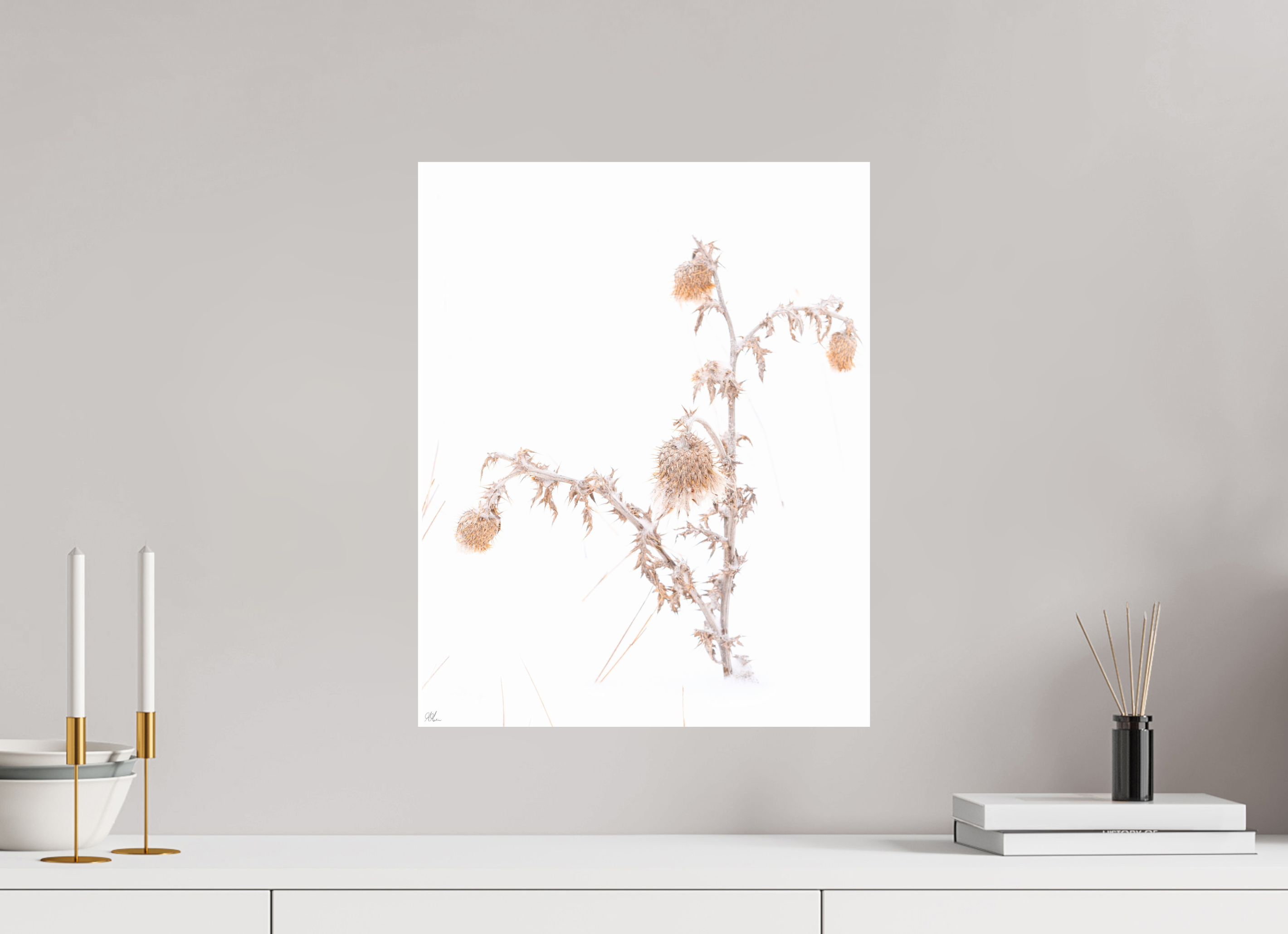 40 x 50 cm, Print - Fuji Crystal Archive The Resilience of a Snow Thistle